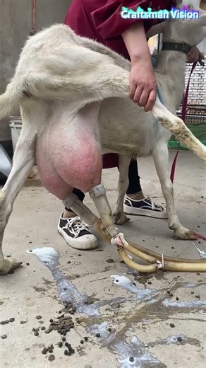 The process of mechanical milking for goats