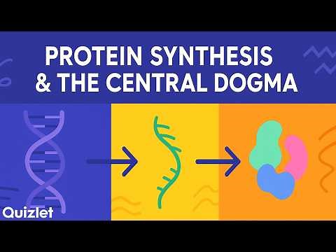 Protein Synthesis & the Central Dogma Explained | DNA → RNA → Protein