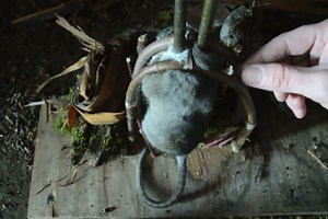 Nothing Catches Small Game Like the Mojave Scissor Trap