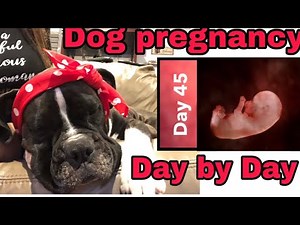 Dog🐶PREGNANCY Day by Day 🦴 DAY 45- week 7 of Molly’s pregnancy my boxer dog