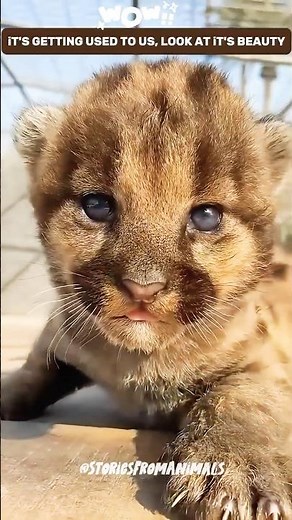 They Found a Wild Puma Cub and Raised It Like Family 🐾