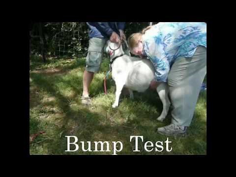 Bump test to check for a kid in a pregnant goat