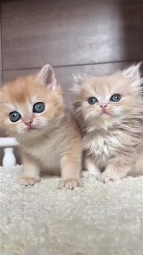 Videoclipuri postate de 🔵🟢🔴𝐂𝐑𝐈𝐒𝐓𝐈𝐀𝐍🔵🟢🟠 (@animal_planet_today) cu ULTRA MIAU MIAU - LORD HXSH