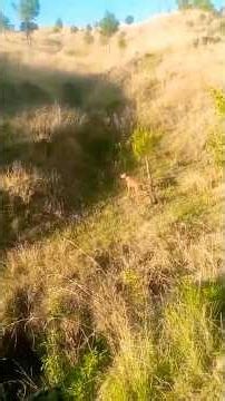 Pointer dog working in black partridge field