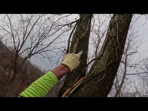 Highest public point in Greene County PA climb #66 of 67 trees on 67 mountains in 67 counties