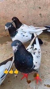 155K views · 8.2K reactions | Agar apne bhi ghar me Kabootar rakhe hai 樂️ #kabooterlover #reelsfacebook #reelschallenge #facebookreel Osaf Khan the animal hub Jaipur Tonk Pigeons | Osaf Khan | Facebook