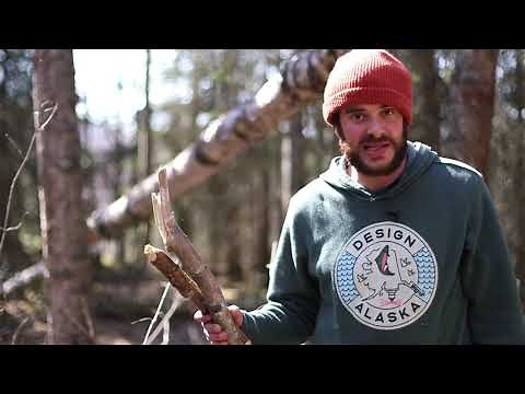 Harvesting Birch Bark Responsibly