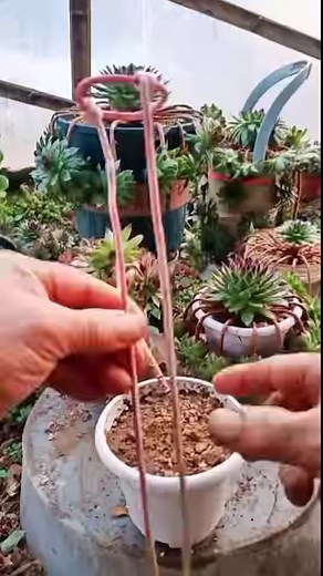 61K views · 19K reactions | Cut succulents flower to save nutrition 華  My Youtube channel: Cactus Garden #cactus #cacti #多肉植物 #succulents #succulentlove #多#succulentlover #succulentaddict #succulent #succulentobsession #succulentlife #succulentcity #succulentobsessed #succulentcollection #succulover #succulove #succulentaddiction #senda #vuonsenda #reels | Succulents | Facebook