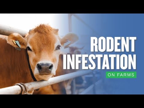Rodent Infestation on Farms