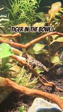 Tigers in the Bonsai Bowl #caridina #mariae #tiger #shrimp