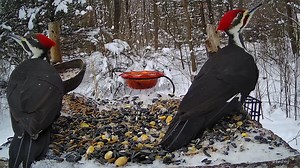 Male and Female Pileated Woodpeckers along with a Starling and some Blue Jays! Lots of activity on the platform today! #birds #birdwatching #nature #photography #wildlife #woodpecker #naturephotography #BirdsyCam #birdsy #puremichigan #kalamazoo Also uploaded to youtube: https://youtu.be/RupaKBu74as | The Bird Perch
