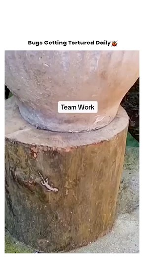 Bugs Getting Tortured 🪲 on Instagram: "When the Ants Demonstrate Ultimate Teamwork 🐜🦎💪 They found a fallen giant and saw not an obstacle, but a project. This isn't a cleanup—it's a masterclass in logistics and collective effort. 💥 The Offense: A lizard-sized obstacle in their territory. 💥 The Method: Coordinated lift-and-carry by a unified workforce. 💥 The Reaction: A slow, steady, and unstoppable relocation. 💥 The Result: Lizard relocated, colony fed, teamwork makes the dream work. Some