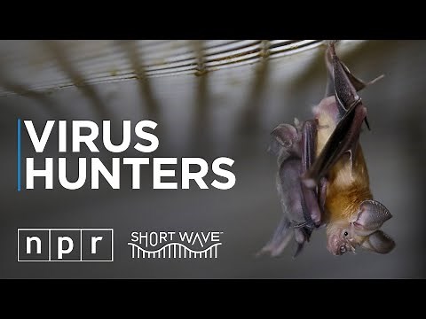 Tracing The Origins Of The Coronavirus | Short Wave | NPR