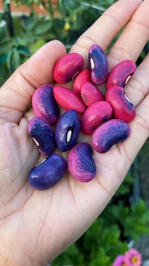 Gardendug: Plant | Bloom | Cultivate | Flourish on Instagram: "Embrace the beauty of Scarlet Runner Beans! 💜💖 Watch as these vibrant blooms transform enchantingly. Grow your own edible art with urban gardening life and grow your own food. Tap the link in our bio to read more. Video by sandra.urbangarden #gardentotablecooking#urbangarden #gardening101 #LENOVOJUSTBEYOU #TopGunMode#urbangardenboardugr #urbangardenbrewing #urbangardencenter #urbangardencompany #urbangardencoach #urbangardencebu #u