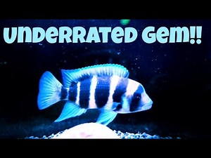 Fish 101: Beginner’s Guide to Frontosa Cichlids (Care, Tank Setup & Tips)