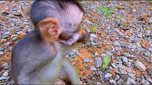132K views · 1.1K reactions | What happened to Baby Moby | Stop Abuse to Baby Monkeys | Facebook