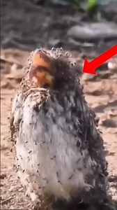 #Chitti #RobotMovie #vkfact9799 #ScienceFiction #VFX #HindiExplained#MovieFacts #shortvideo #facts