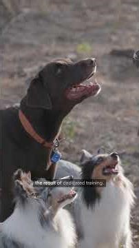 Dog Frisbee Catch Trick in Action 🐕