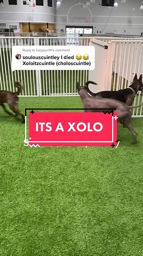 How to Pronounce Xoloitzcuintle - Mexican Hairless Dog