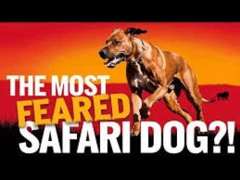 The Safari Dog That Terrified Predators—and Protected Families