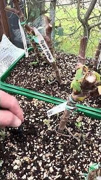 “Episode 4: Starting Chrysanthemum Cuttings on Soil-Warming Cables”