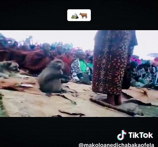 Traditional Basotho Initiation School Ceremony in Lesotho