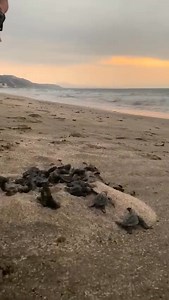 🌅 ¡El Mejor Atardecer en Crucita! 🌅 ​¡Iniciando el viaje! Hoy tuvimos una hermosa liberación de cientos de pequeñas tortugas que corrieron hacia el mar en Crucita. ​¡Les deseamos un nado seguro y una larga vida! 💙 ​Un aplauso gigante a los voluntarios que protegen estos nidos. 🙌 ​#Crucita #TortugasBebe #Ecuador #PlayasSeguras #Naturaleza | Crucita Beach