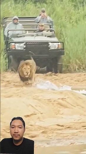 LION ATTACKS CAR! 🦁😱 Driver Saves Prey With A Honk! 🔥 Watch His Furious Reaction! 🚀 #Shorts