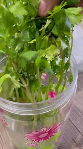 6.2K views · 80 reactions | How to store cilantro or coriander leaves, stays fresh & crisp for more than a month. #cilantro #corianderleaves #howto #howtostorecilantro #indiancooking #herb #cooking #storing #keralagram #mallugram #southindiancuisine #southindiancooking #howtodo #diy #store #herbsforlife #malayali #homecooking #tipoftheday #tips #storingtips #instafood #foodstagram #reelsinstagram #reelskarofeelkaro #reelitfeelit #trending | Cooking with Thas | Facebook
