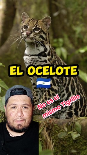 Ocelote: El felino de El Salvador en peligro