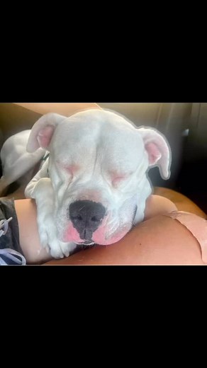 Petey was surrendered by a man who said Petey had bitten him and needed to go right away because there were kids in the house. It’s hard to imagine when you meet him — he’s gentle, extremely sensitive, and endlessly loving. I’ll never know exactly what happened that day. I imagine there was fear and confusion on both sides. I’m sure Petey was scared. Maybe the man was too; but the truth is, dogs can’t tell their side of the story. And I guarantee Petey has his own story to tell about what happen