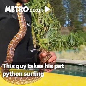 This surfer has been called a 'local legend' for regularly hitting the waves with his pet python surfing 🐍🏄‍♂️ | Metro