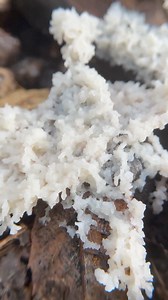 204K views · 5K reactions | An incredible time lapse of slime mold plasmodium pulsing or ‘breathing’ driven by cytoplasmic streaming. Slime molds run on a ‘network intelligence’ to coordinate their senses across the plasmodium. How cool! Thanks, Fascinated by Fungi for sharing this video! | Paul Stamets | Facebook