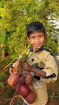 Sweet potato 🍠 ..#sweet #garden #viral #trend #food #fantasy #motivation #love #kids #minivlog #yt