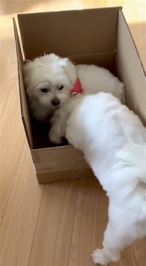 Box Dogs: Calm vs Chaos #dogshorts