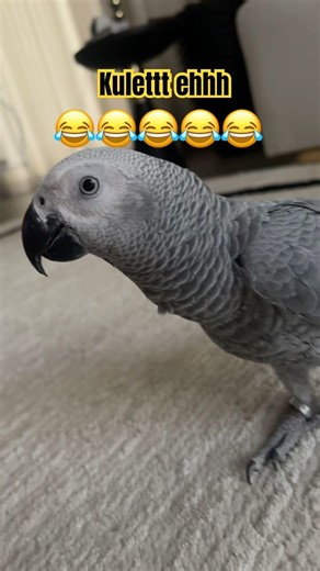#shortvideo #parrot