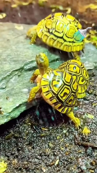 Before & After Animals Growing Up. Amazing Animal Transformation💥#animaltransformations #animals