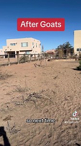 28K views · 816 reactions | Another look at this incredible transformation. #goats #goatscaping #goatgrazing #grazinggoats #contractgrazing #targetedgrazing #grazingsystems #systemsgrazing #rentagoat #yardmaintenance #weedremoval #firefuelreduction #brushremoval #thegoatguy #goatguy #cowboymax | Galloping Goat Pumpkin Patch | Facebook