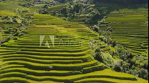 Aerial top view of fresh paddy rice terraces, green agricultural fields in countryside or rural area of Mu Cang Chai, mountain hills valley in Asia, Vietnam. Nature landscape background.