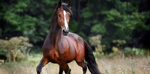 Horse Symbolism & The Spiritual Meanings Of Seeing A Horse