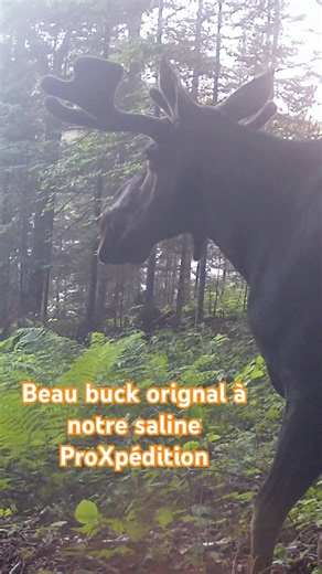 Buck orignal à notre Saline #chasse #hunting #proxpedition #prox #orignal #buck #moose #outaouais