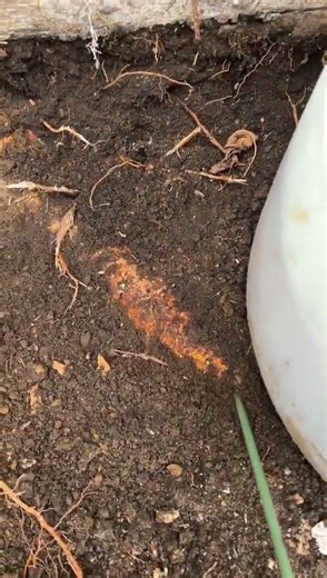 大树与粗根 Big Tree at Back Yard