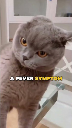 5 Signs Your Cat Has Fever