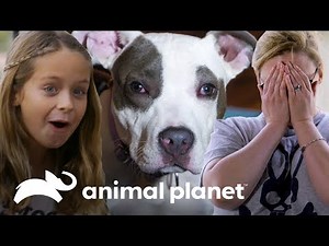 Las adopciones más emocionantes | Pit bulls y convictos | Animal Planet
