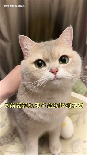 钝钝到底怎么了？萌宠出道计划万物可爱计划猫咪的迷惑行为抖in宝贝计划抖音小助手