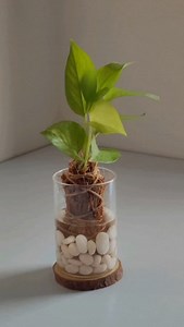 351K views · 9.4K reactions | Pothos Decor With Coconut Coir  #fblifestyle #pothosdecor #pothos #plantdecor #coconutcoir #homeplant #gardening #plantmom #fyp #instadaily #reelitfeelit❤️❤️ #foryou #plantmom #leaves #roots #viralreels #plantsmakepeoplehappy #trending #viral | plant.o.art | Facebook