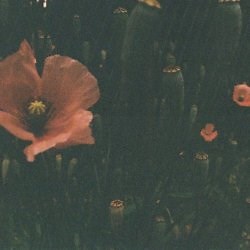 Copperplate - Contentment (2024)