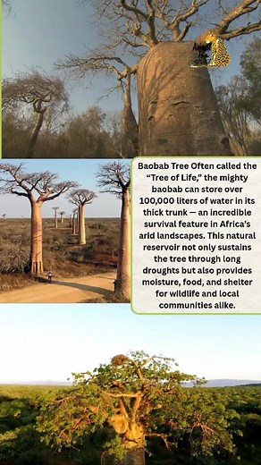 Discover the Baobab Tree: Africa’s Resilient Wonder
