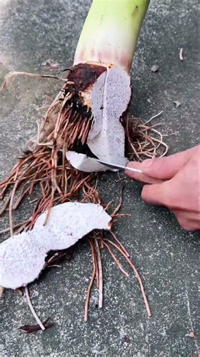 🌿🔪 Root Base Trimming and Harvesting