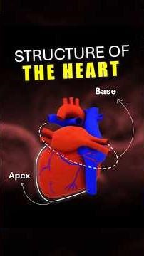 let's know the structure of our Heart 🫀 | #shorts #science #3danimation